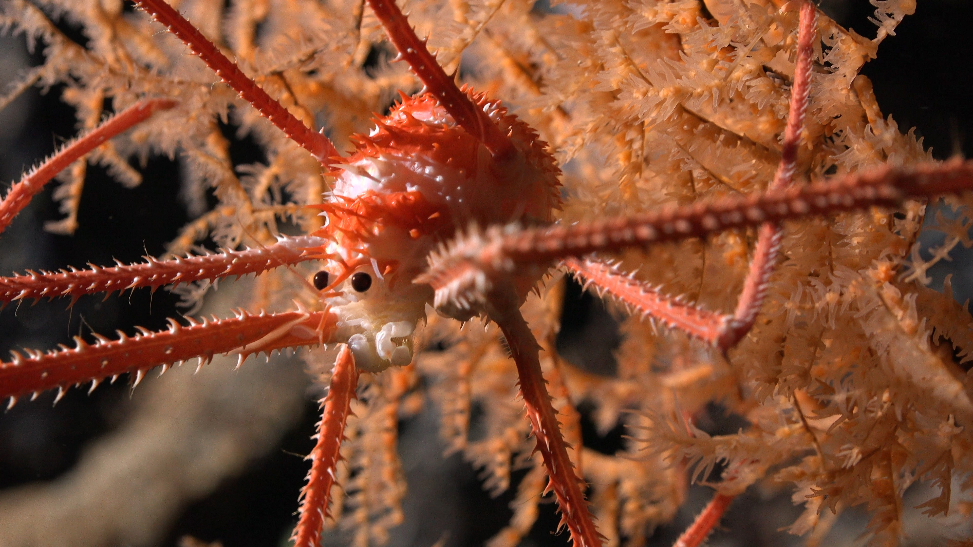 small round spiky crab with long legs