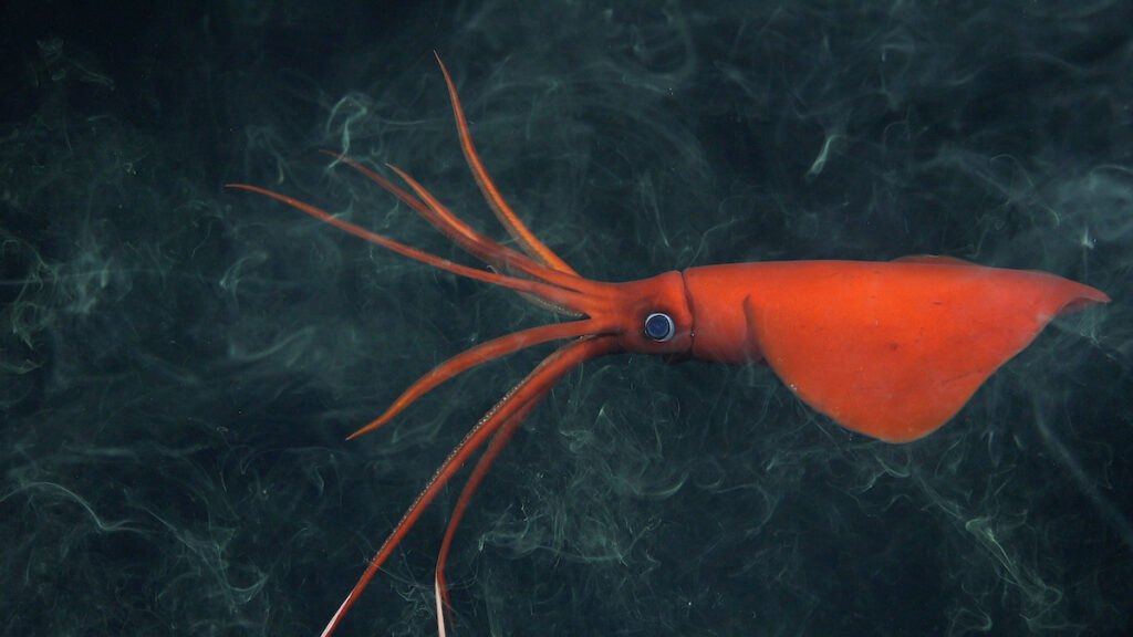 red squid in dark water